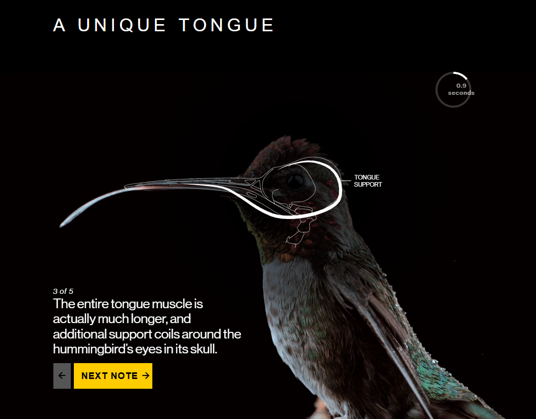 Interaktywna grafika ukazująca mechanikę lotu i&nbsp;anatomii języka kolibrów -&nbsp;The Science of Hummingbirds National Geographic