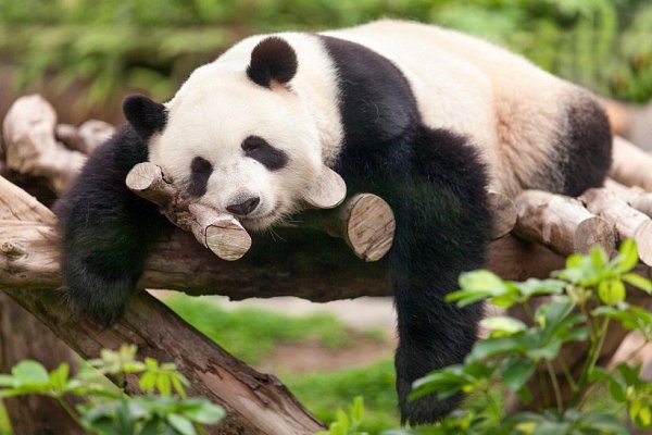 panda i komentarze na stronie